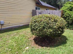Bush Trimming by Wilmer Guevara for Debra C. in Cedar Park, TX