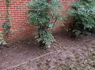 Cleanups by Daniel Davis for Aubrey H. in Mechanicsville, VA