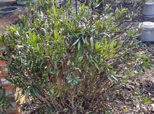 Bush Trimming by DB Barker for Lorenzo W. in Columbia, SC