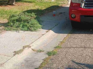 Bush Trimming by Valerie Ritz for Marian E. in Boise, ID