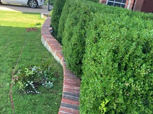 Bush Trimming by Jackie Sanchez for Andrea R. in Mansfield, TX