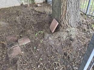 Leaf Removal by Robert de la Rosa for cris P. in McAllen, TX