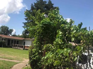 Bush Trimming by Juan Uribe for Marie R. in Dallas, TX