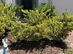 Weeding by Daniel Gonzalez for Kyann P. in Davenport, FL