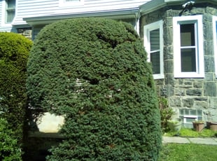 Bush Trimming by Charles Pease for Geeti B. in Philadelphia, PA