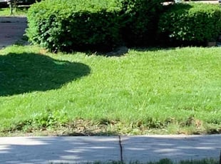 Bush Trimming by Quanzell Mcpherson for Katrina H. in Lincoln Park, MI