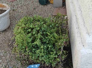 Bush Trimming by Marvin Gray for Genevieve L. in Phoenix, AZ