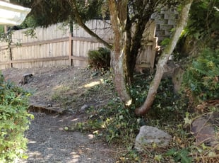 Weeding by Angel Arredondo for Helen G. in Bellevue, WA