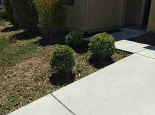 Gail L.'s Bush Trimming service result