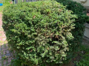 Bush Trimming by Shawn Byers for Ketlyn C. in Kansas City, MO