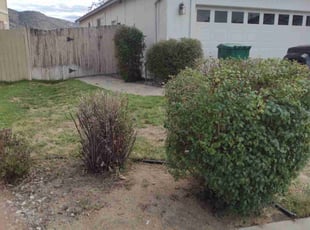 Bush Trimming by Gustavo Camarillo Olmos for Cheryle A. in Reno, NV