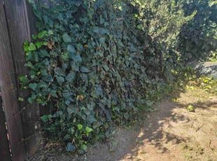 Bush Trimming by Eric Cruz for Jennifer C. in San Jose, CA
