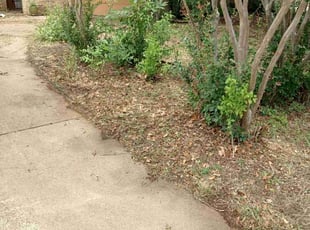 Bush Trimming by Gralin Johnson for LawnLove 1. in Benbrook,, TX