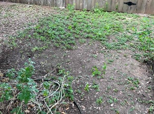 Leaf Removal by Santiago De La Rosa for Erin S. in Austin, TX