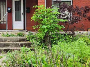 Bush Trimming by Kevin Philips for Mark A. in Cincinnati, OH