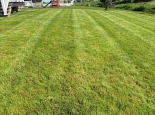 Tami S.'s Lawn Mowing service result