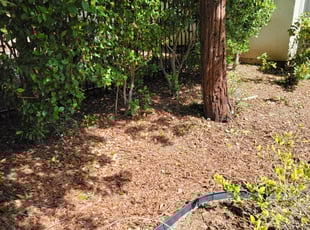 Bush Trimming by Eric Cruz for Sana G. in San Jose, CA
