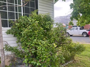 Bush Trimming by Angelo Hernandez for Johnathan K. in Washington Terrace, UT