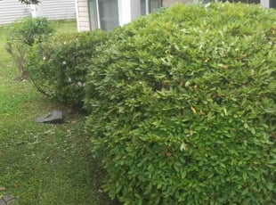 Bush Trimming by Ricardo Williams for Steve D. in Simpsonville, SC