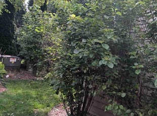 Bush Trimming by Kevin Rhyne for Eric L. in Verona, WI
