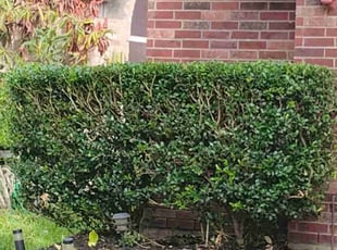 Bush Trimming by Hector Cruz for Latoya J. in Spring, TX