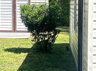 Bush Trimming by Jeffery Harper for Tonja V. in Durham, NC