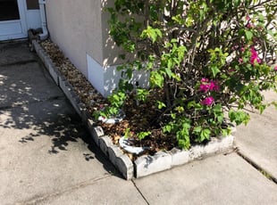 Weeding by Rob Bowe for Ben M. in Brandon, FL