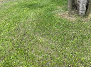 Cleanups by Alex Sanner for Prathyusha A. in Dublin, OH