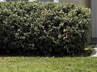Bush Trimming by James Douglas for Jeff W. in Groveland, FL
