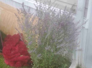 Landscaping by Michael McDaniel for Christine S. in Greenwood, IN