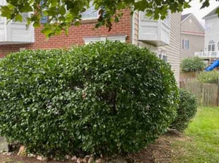 Bush Trimming by James Crabtree for Eva F. in Leesburg, VA