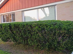 Bush Trimming by Miriam S Rivera Ordonez for Franklyn k. in Skokie, IL