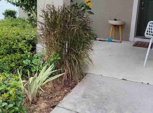Bush Trimming by Carlos Martinez for Wesley T. in Davenport, FL