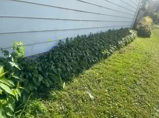 Weeding by Joshua Ojeda for Cheryl D. in Cudahy, WI