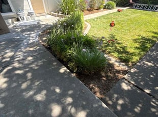 Bush Trimming by Maria Almendra for Pramod G. in Pleasanton, CA