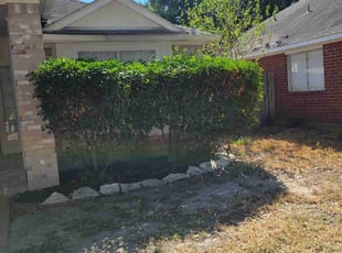 Bush Trimming by Gladis Carcamo for Shannon Y. in Katy, TX