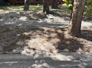 Leaf Removal by Luis Longa for Lorraine K. in Orlando, FL