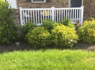 Bush Trimming by Ayinde Hawkins for Shaneka S. in Upper Marlboro, MD