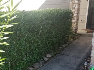 Bush Trimming by Logan Strenk for Julie C. in Houston, TX