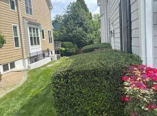 Bush Trimming by candelario castillo for Ivan R. in McLean, VA