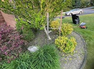 Bush Trimming by Neal Ferris for Lisa C. in Buffalo, NY