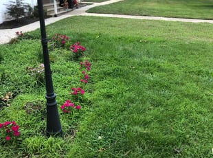 Bush Trimming by Drew Avery for Latecia W. in Norristown, PA
