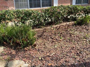 Bush Trimming by Michael Solitario for Gloria A. in St. Augustine, FL