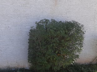 Bush Trimming by Gideon Cook for Terry N. in Chandler, AZ