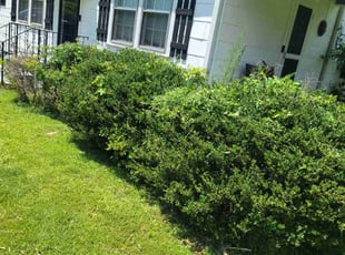 Bush Trimming by Ulycees Johnson for Darrin G. in McDonough, GA