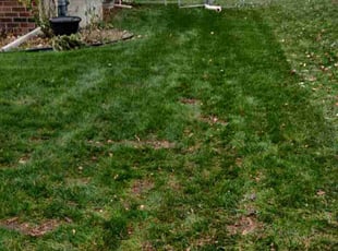 Leaf Removal by Javis Hogan for Miriam K. in Omaha, NE