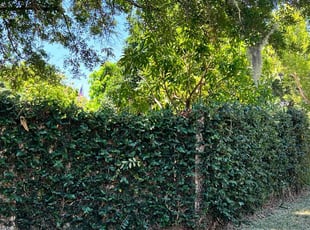 Bush Trimming by Steven Gatlin for Marjorie J. in Lakeland, FL