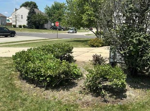 Bush Trimming by Donovan Gibson for Diana B. in Greenfield, IN