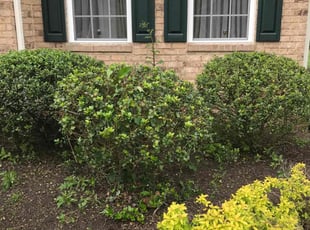 Bush Trimming by Davon Lightfoot for Flora C. in Richmond, VA