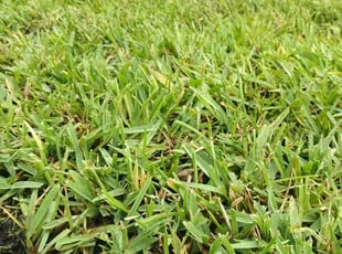 Lance M.'s Lawn Care service result